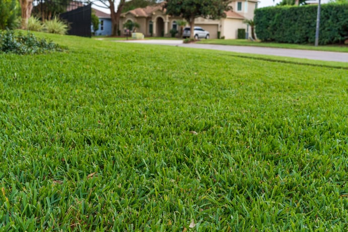 lawn with new sod and irrigation