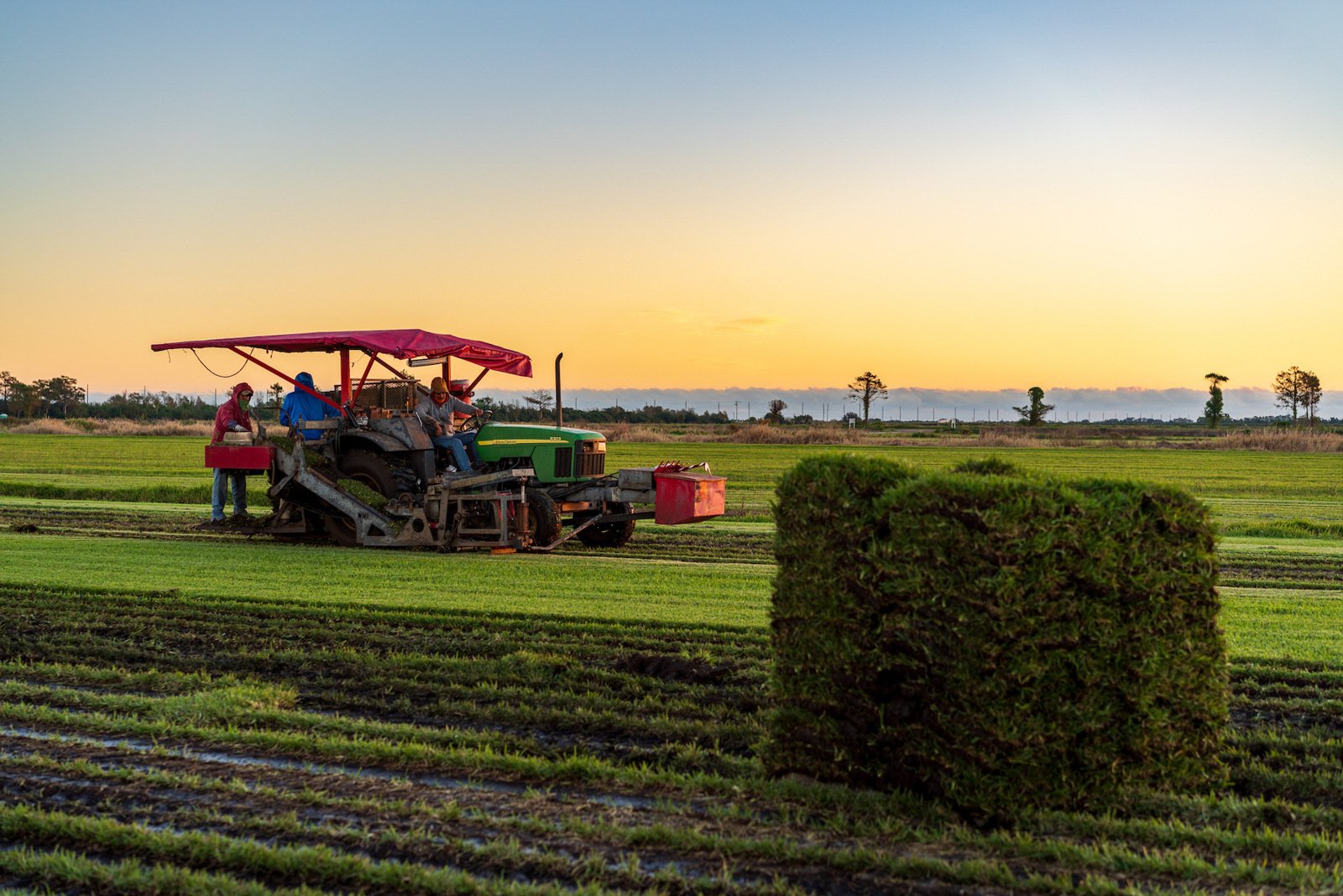 sod farm harvesting 5