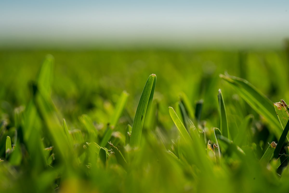 close up photo of blade of grass
