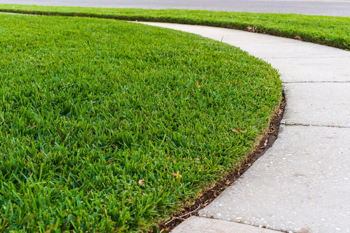 healthy green sod near sidewalk