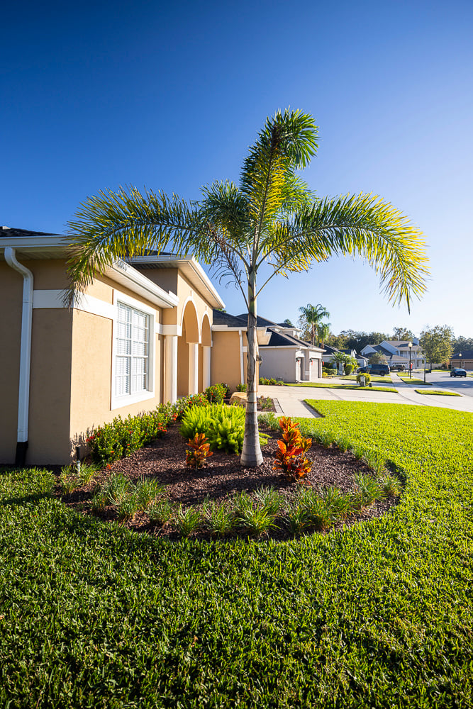 mulch in landscape bed with palm tree