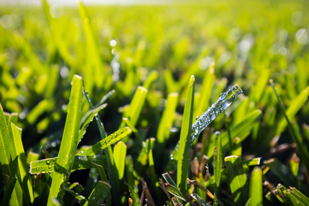 sod closeup in a florida lawn