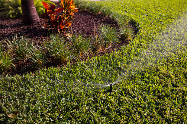 sod lawn in central florida with irrigation and a planting bed