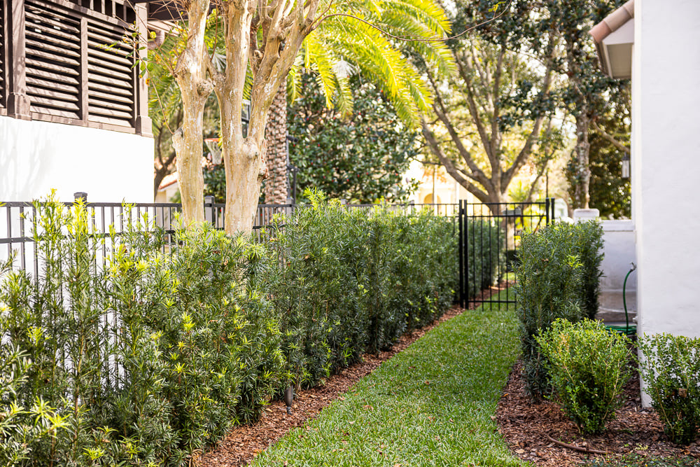 grass walkway with mulch planting beds and border trees near fence