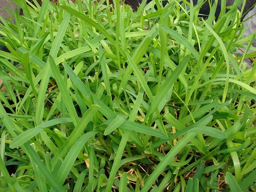 St.Augustine Grass