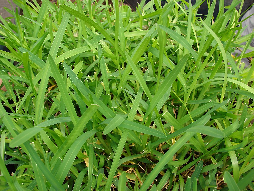 St. Augustine Grass in Florida