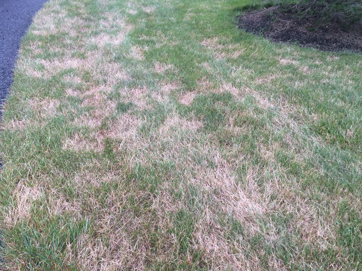 Turf Disease on grass