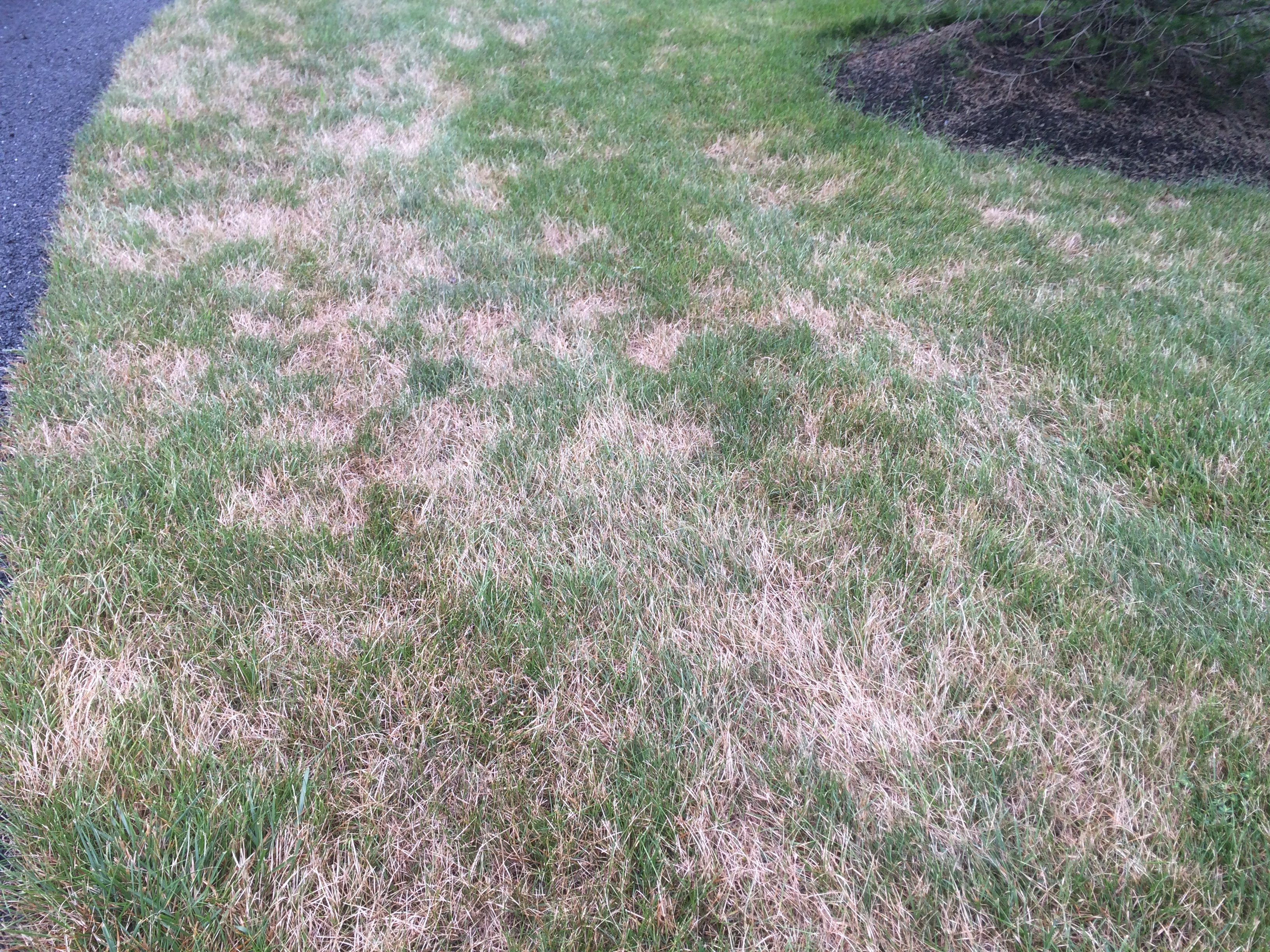 lawn with turf disease