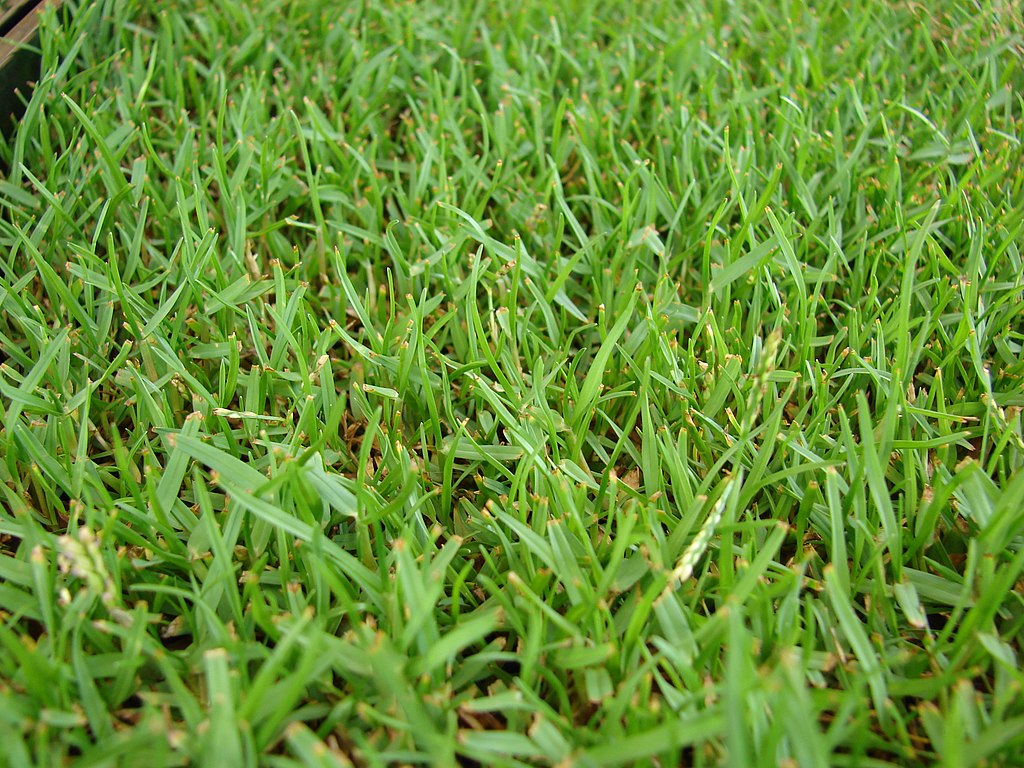 Zoysia Grass close up