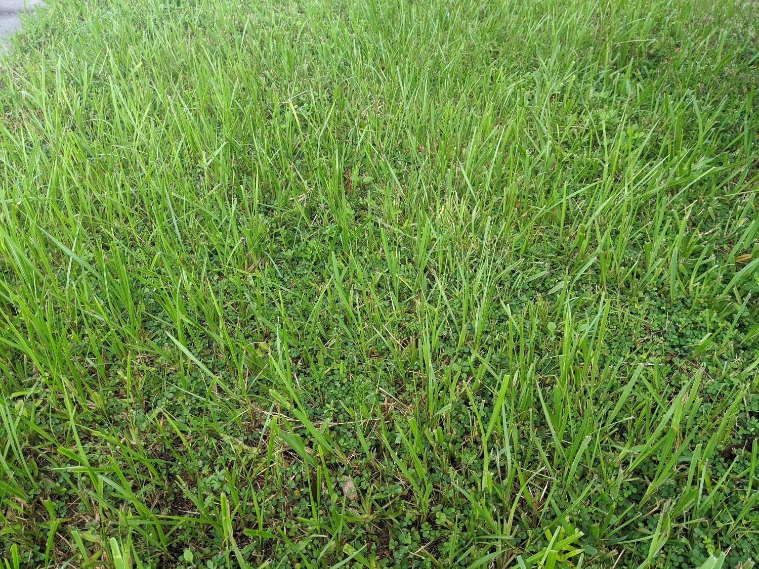 bahia grass sod closeup