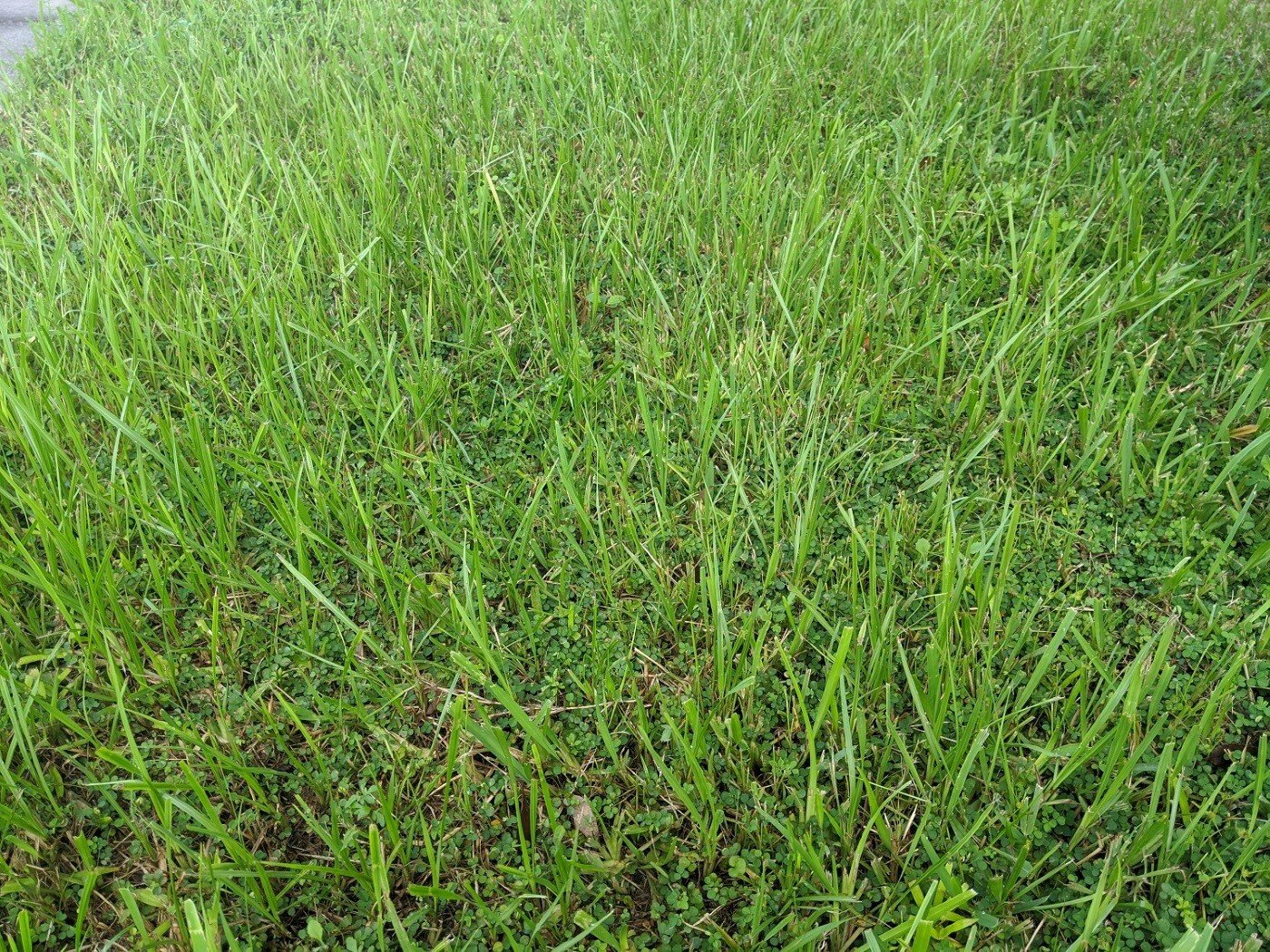 bahiagrass in lawn in Orlando, FL