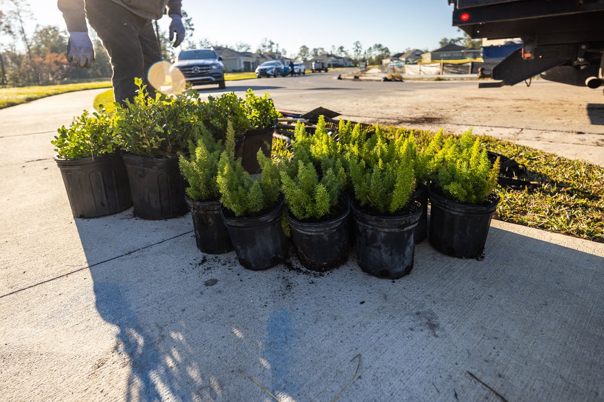 foxtail fern sitting on sidewalk to be planted