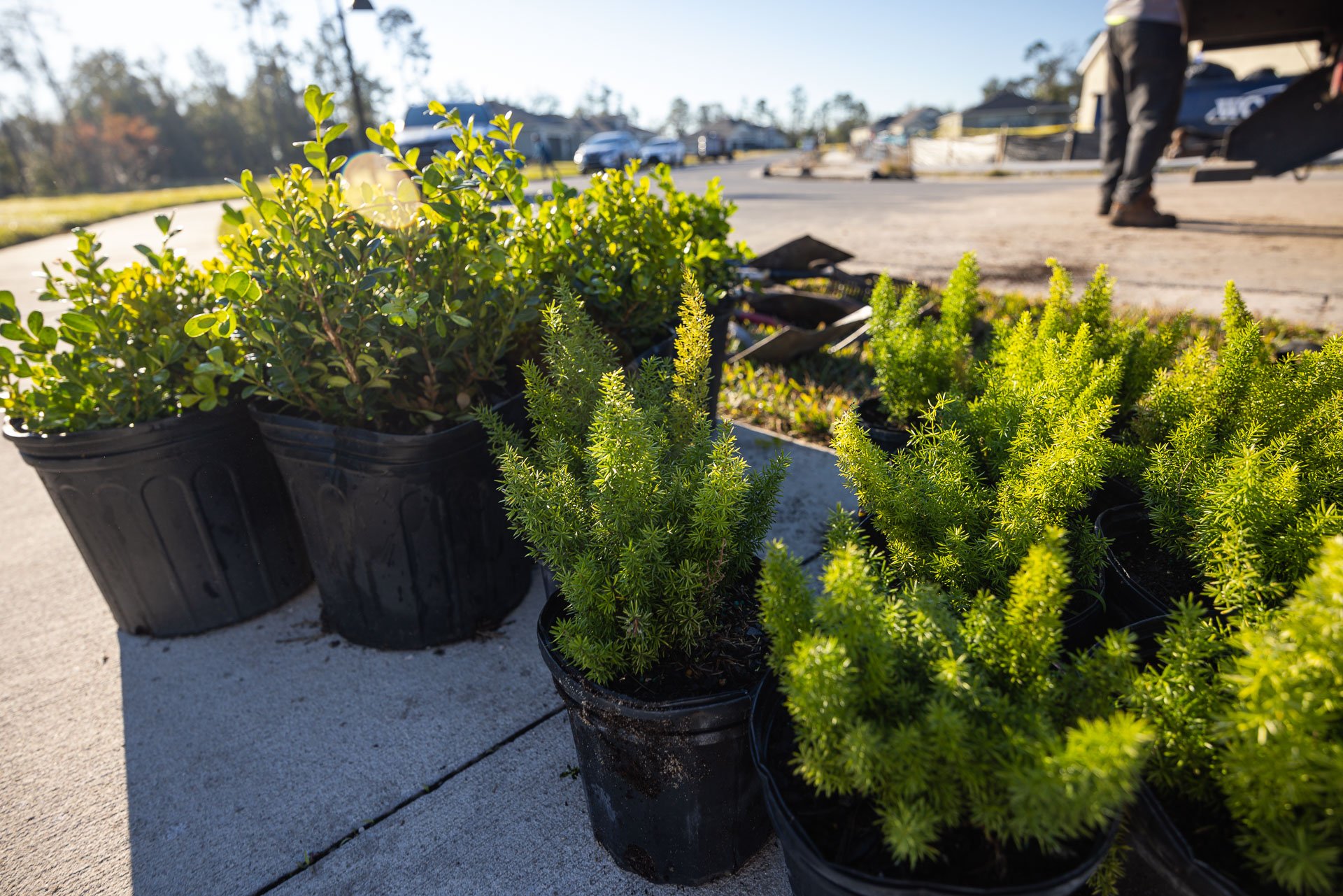 shrubs and perennials in planting pots awaiting a landscape installation