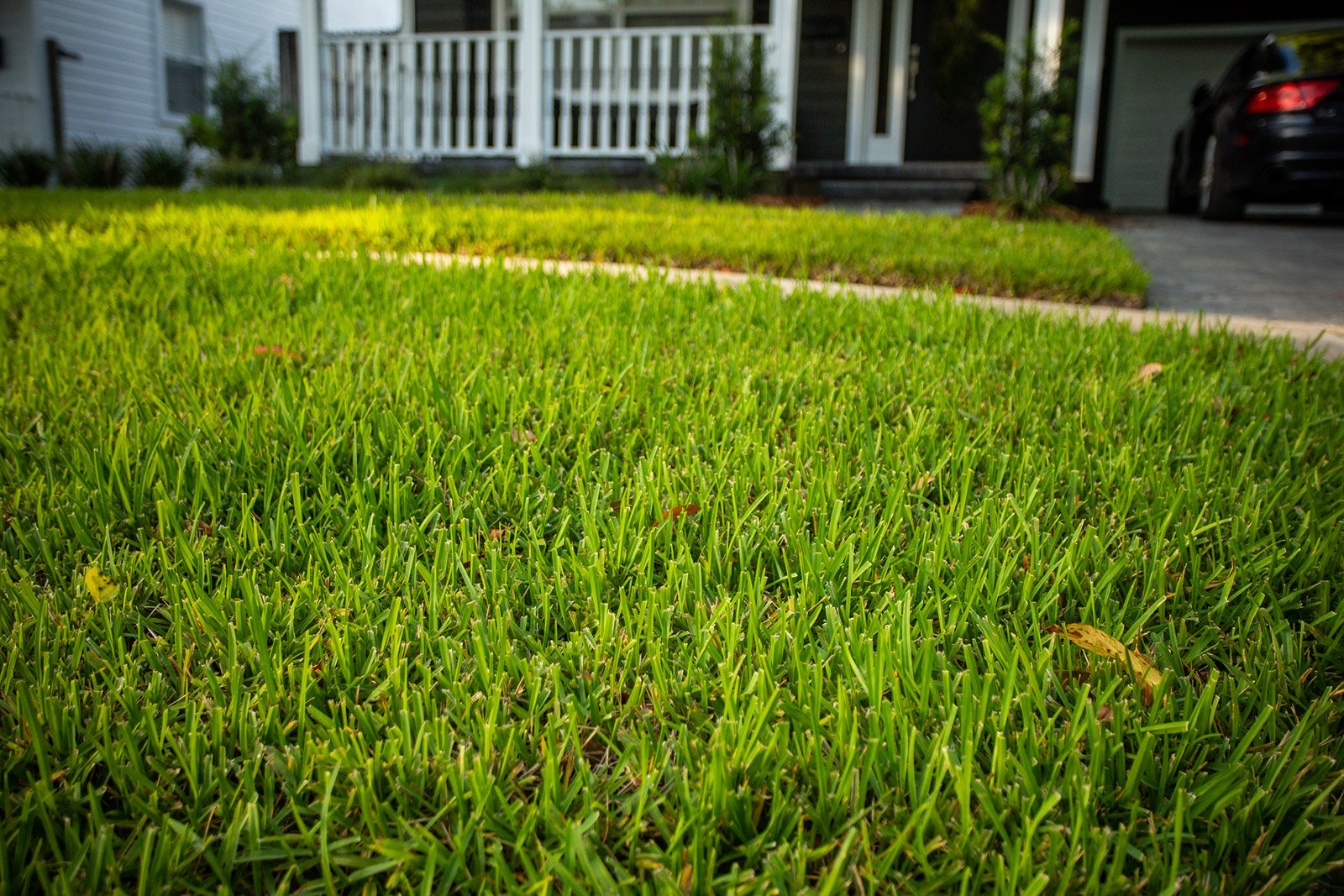 sod lawn with no weeds