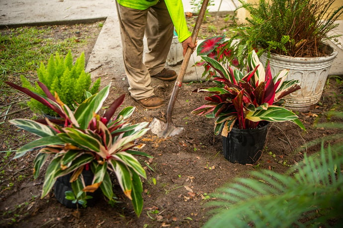 professional plant installation with proper placement