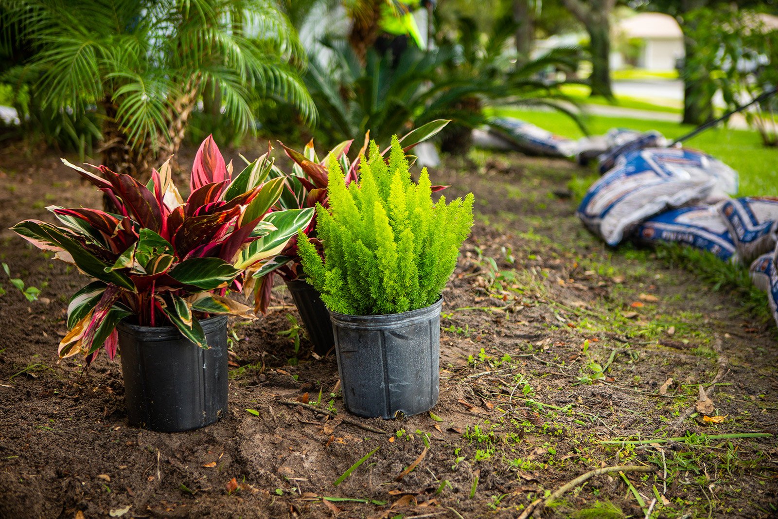 tropical plants awaiting installation in an orlando planting bed
