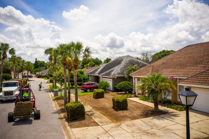 Sabal palm trees in central Florida