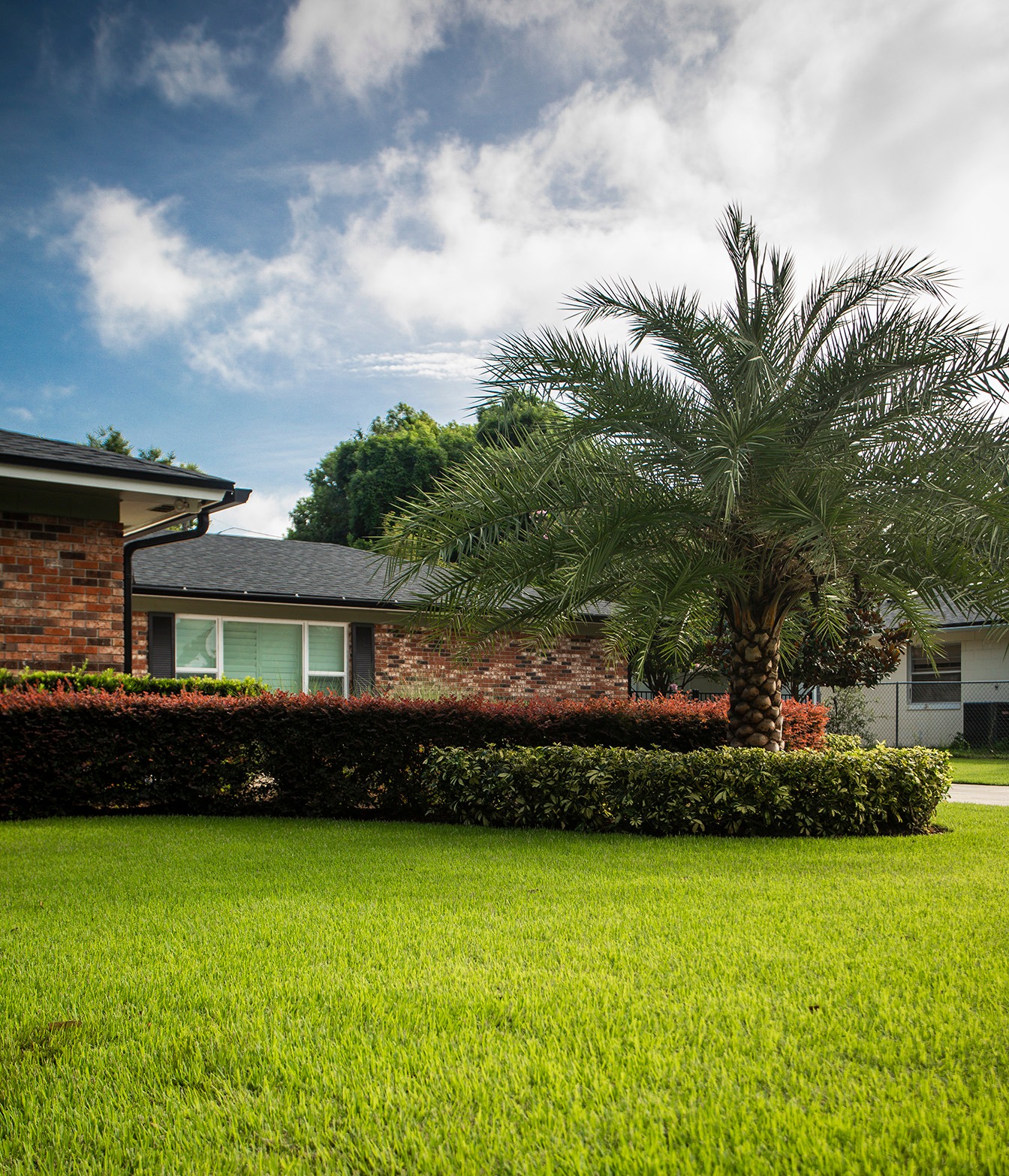 Sylvestris palm tree in central Florida