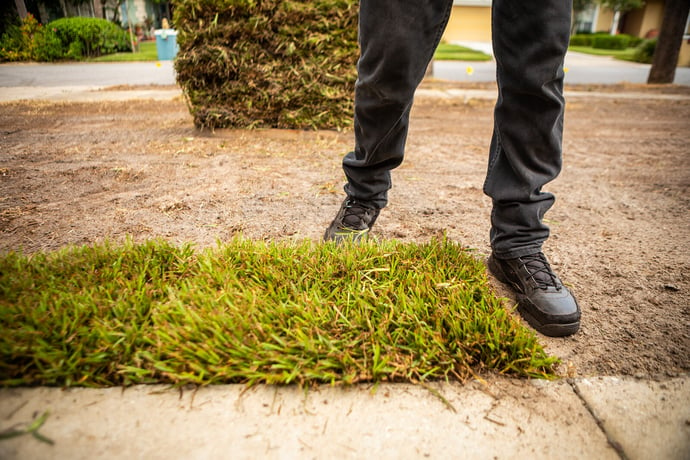 Sod being installed in lawn in Orlando, FL