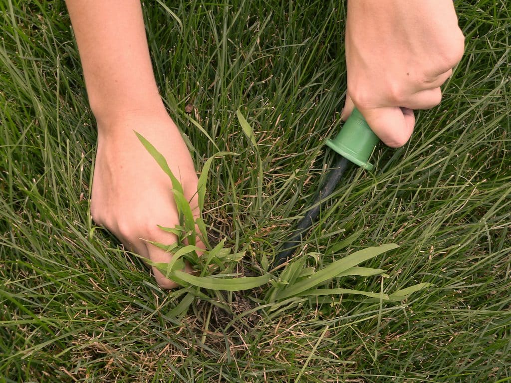 lawn care team removes crabgrass from turf