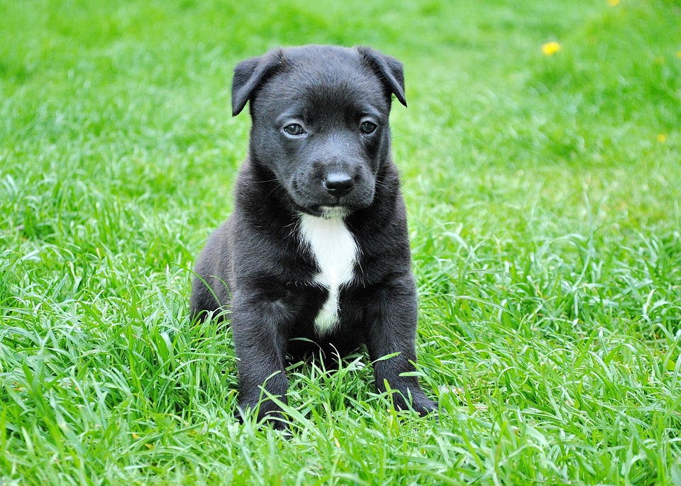 puppy sitting in lawn