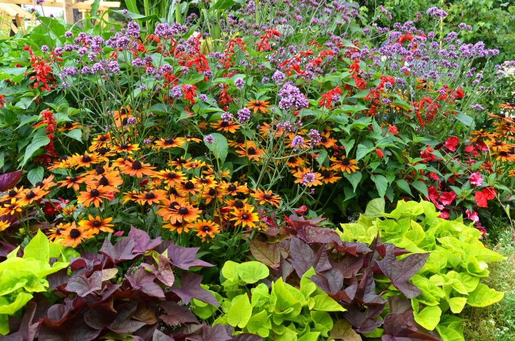 flowers in landscape bed