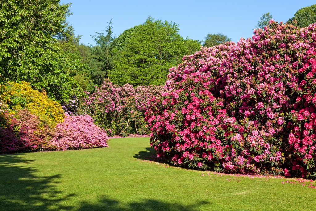 large flowering trees and shrubs in lawn 