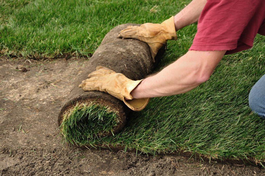 lawn care team rolls out new sod onto soil