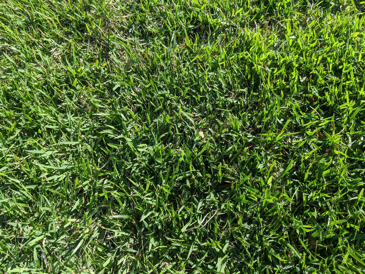 Palisades zoysia grass