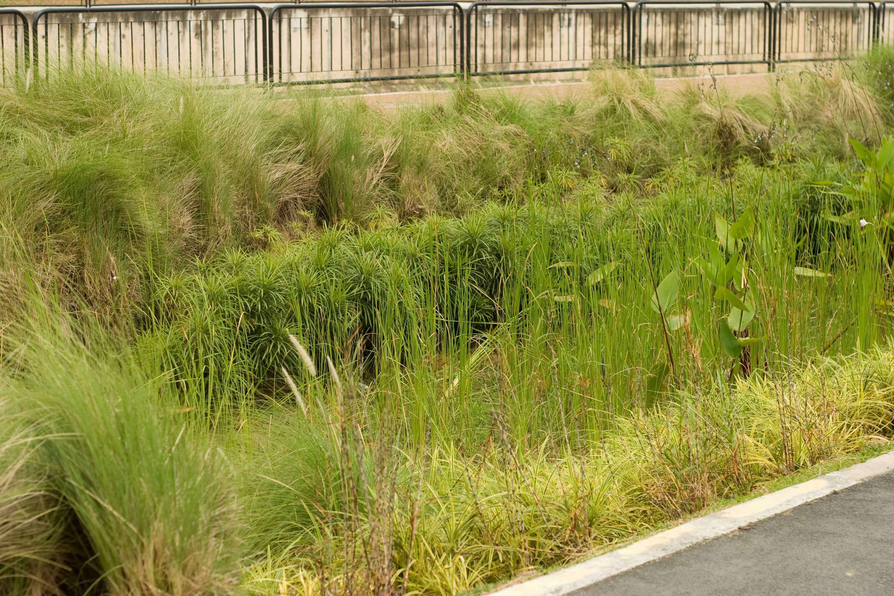 Rain Garden 2 CC