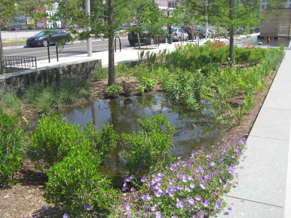 Rain Garden CC-1