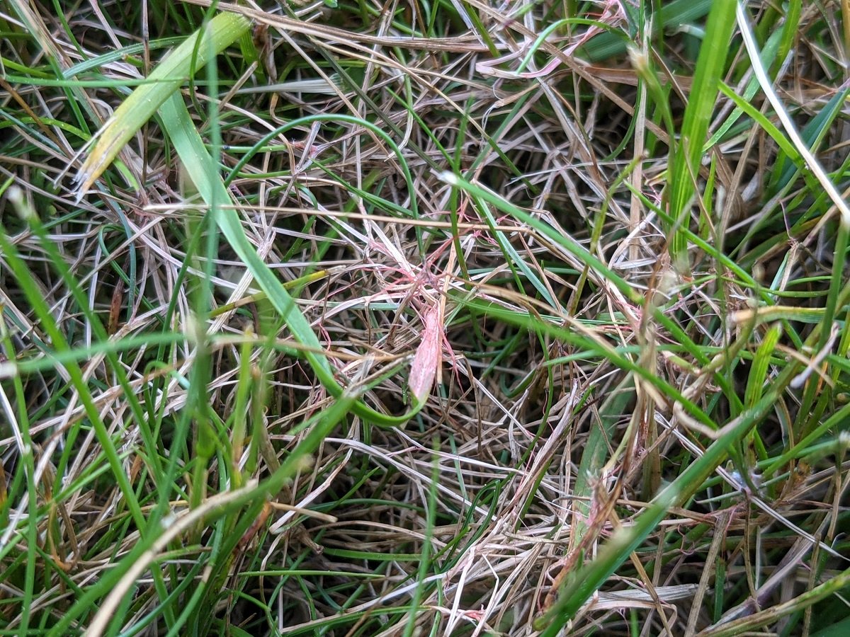 grass with lawn disease