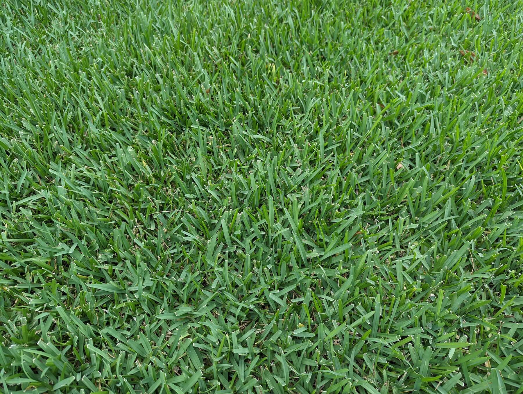 st. augustine sod closeup lawn