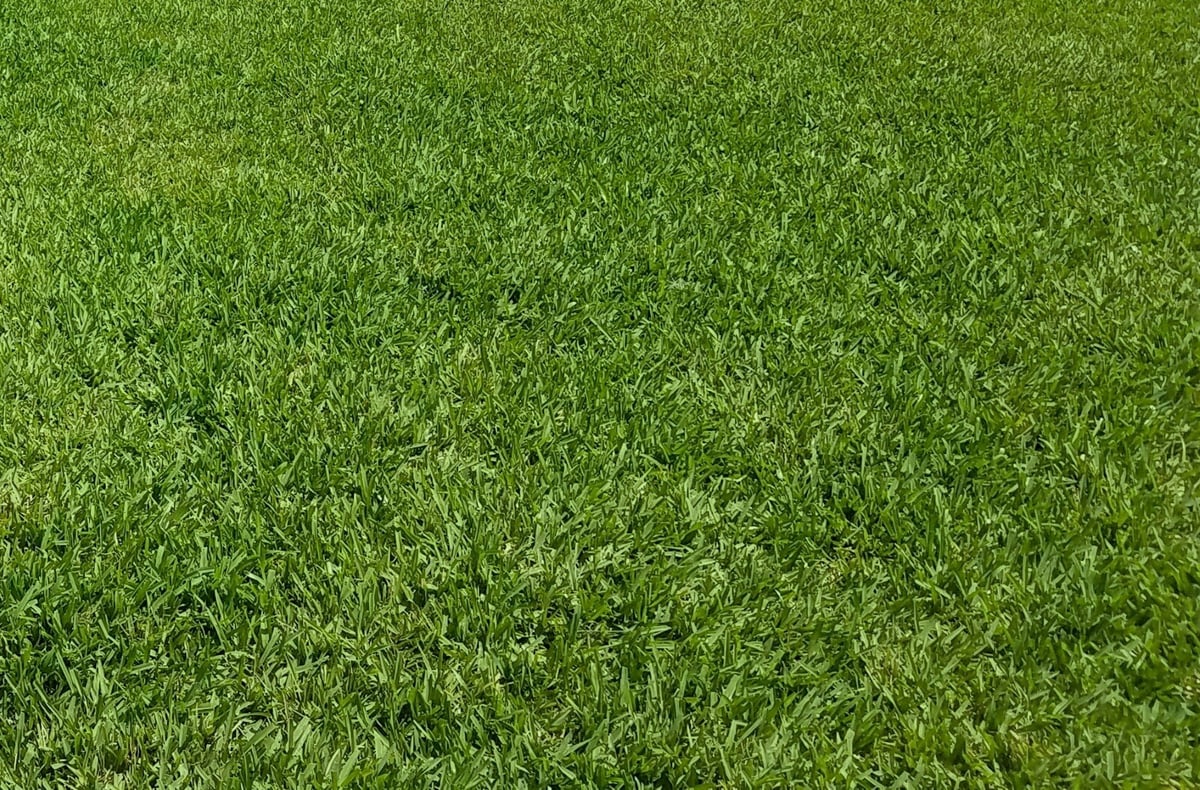 New St. Augustine sod