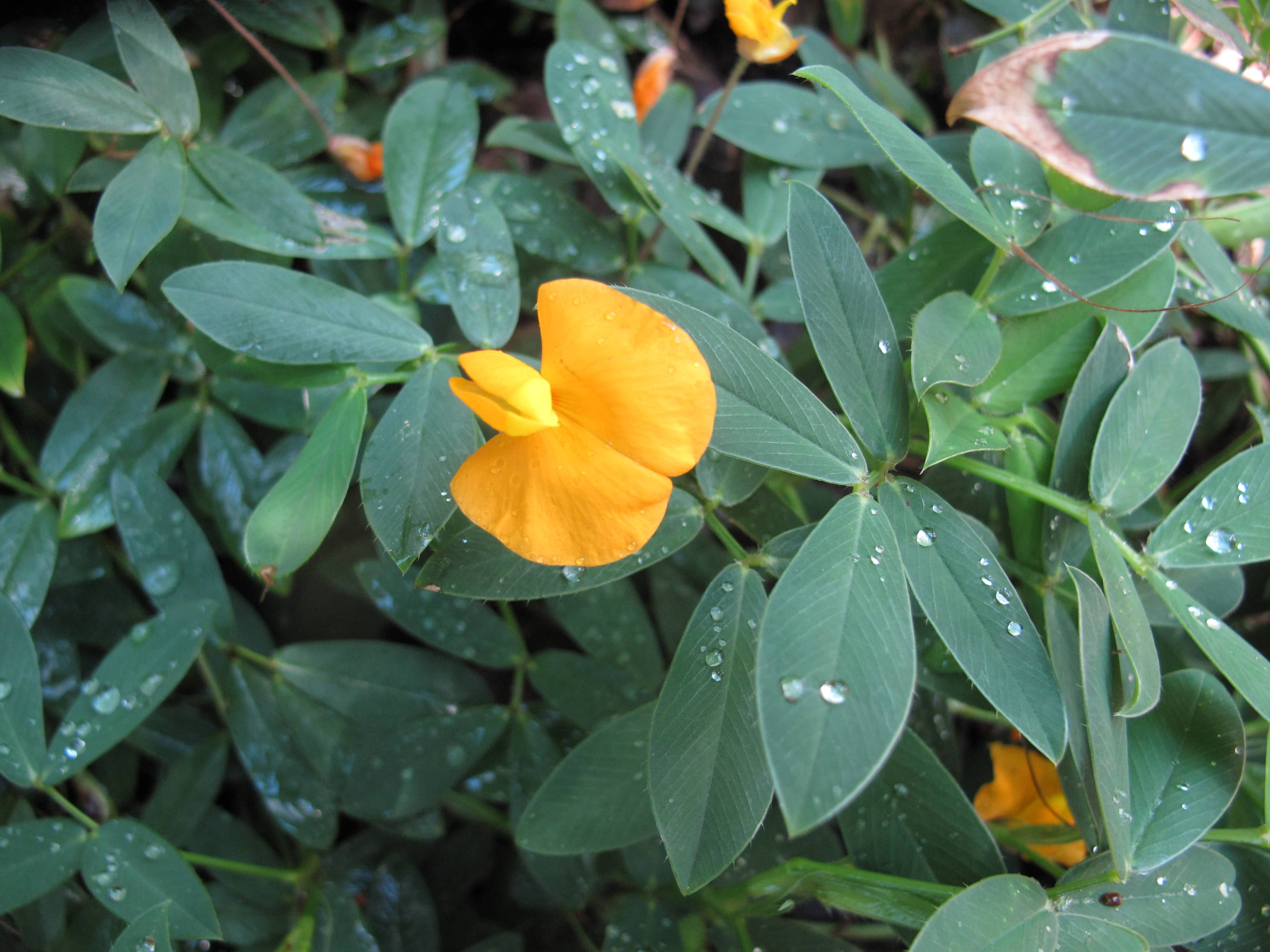 Arachis_glabrata Perennial Peanut CC