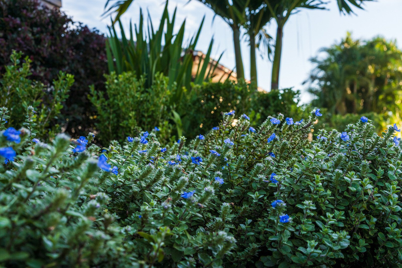 backyard with palm trees and flowers to attract butterflies