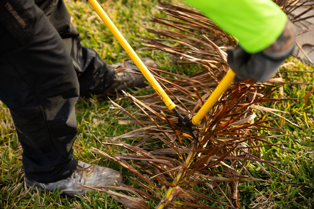 landscape maintenance technician pruning dead palm fronds