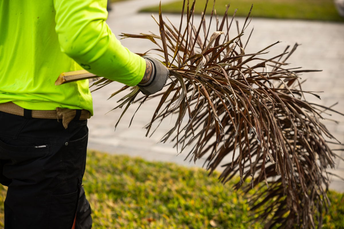landscaper cleaning palm fronds during an orlando landscaping spring cleanup