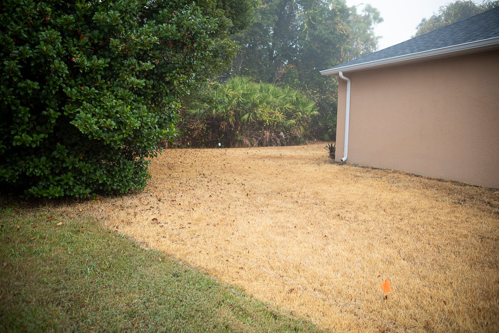 dead sod in backyard