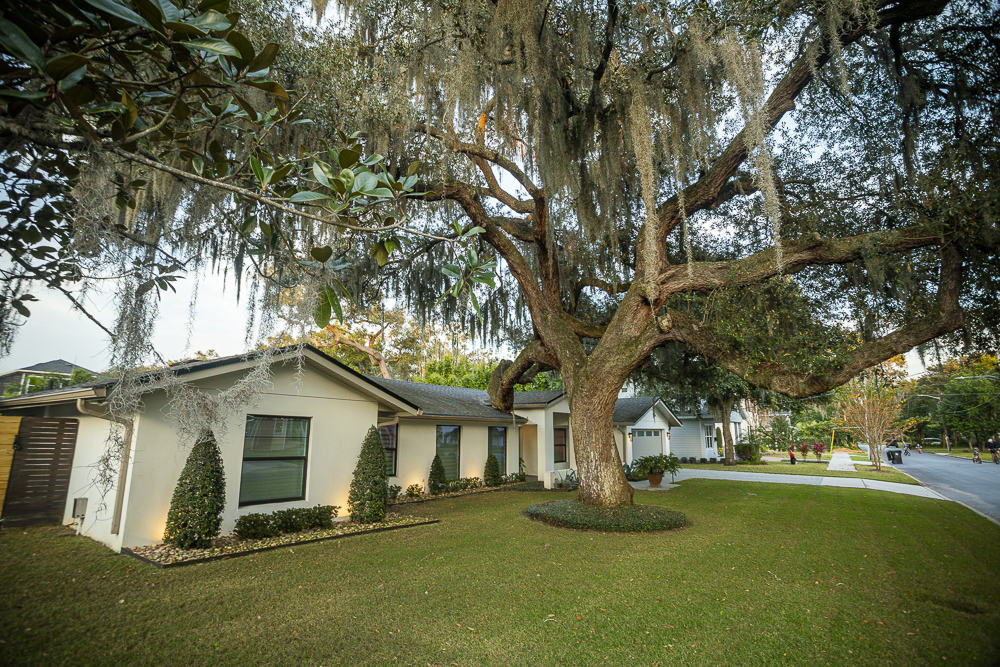 large tree in front yard