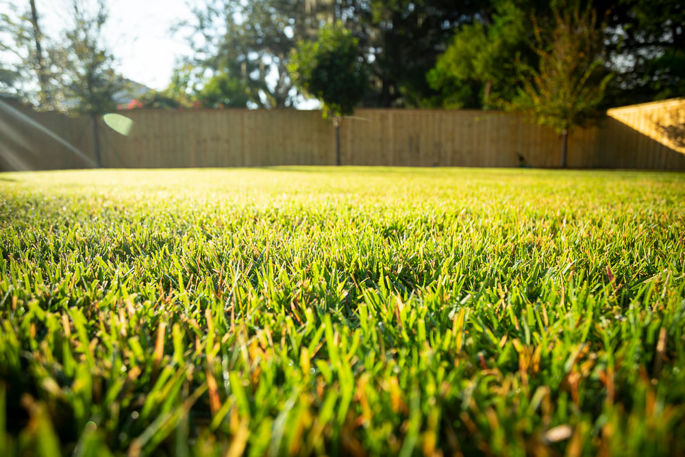 close up photo of grass in Florida