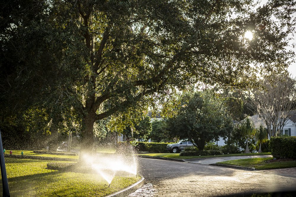 residential lawn sprinklers watering grass near road with shade tree in background