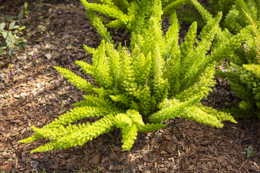 fern planting in a mulch bed in central florida