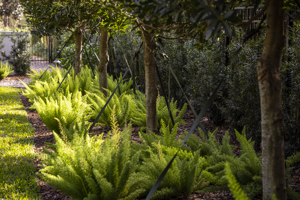 ferns and small trees in a planting bed