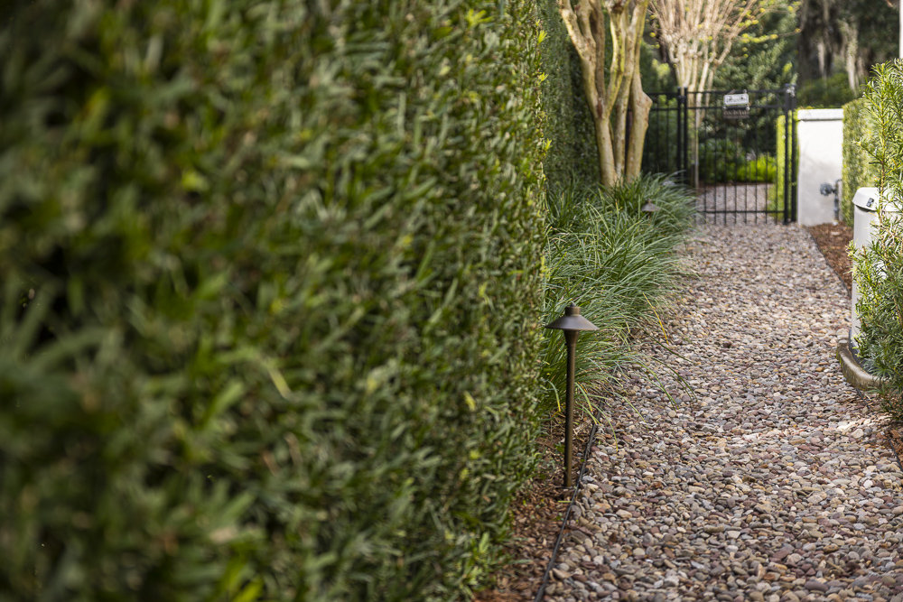 evergreen hedge along a walkway in central florida