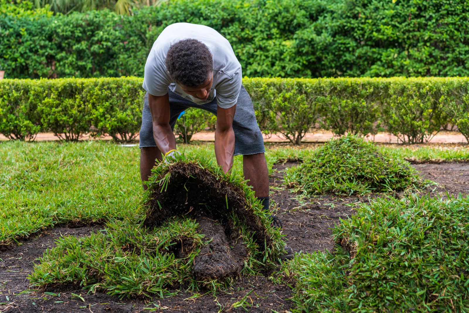 sod installation