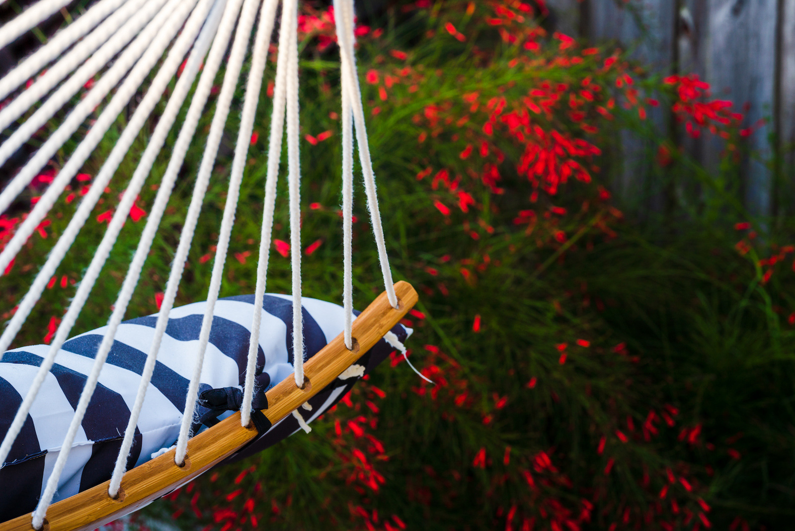 flowers behind hammock in yard