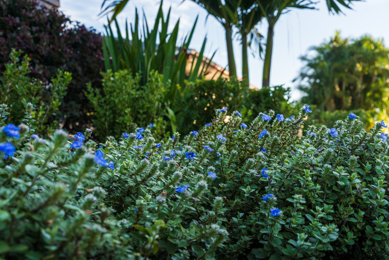 perennials in an orlando garden