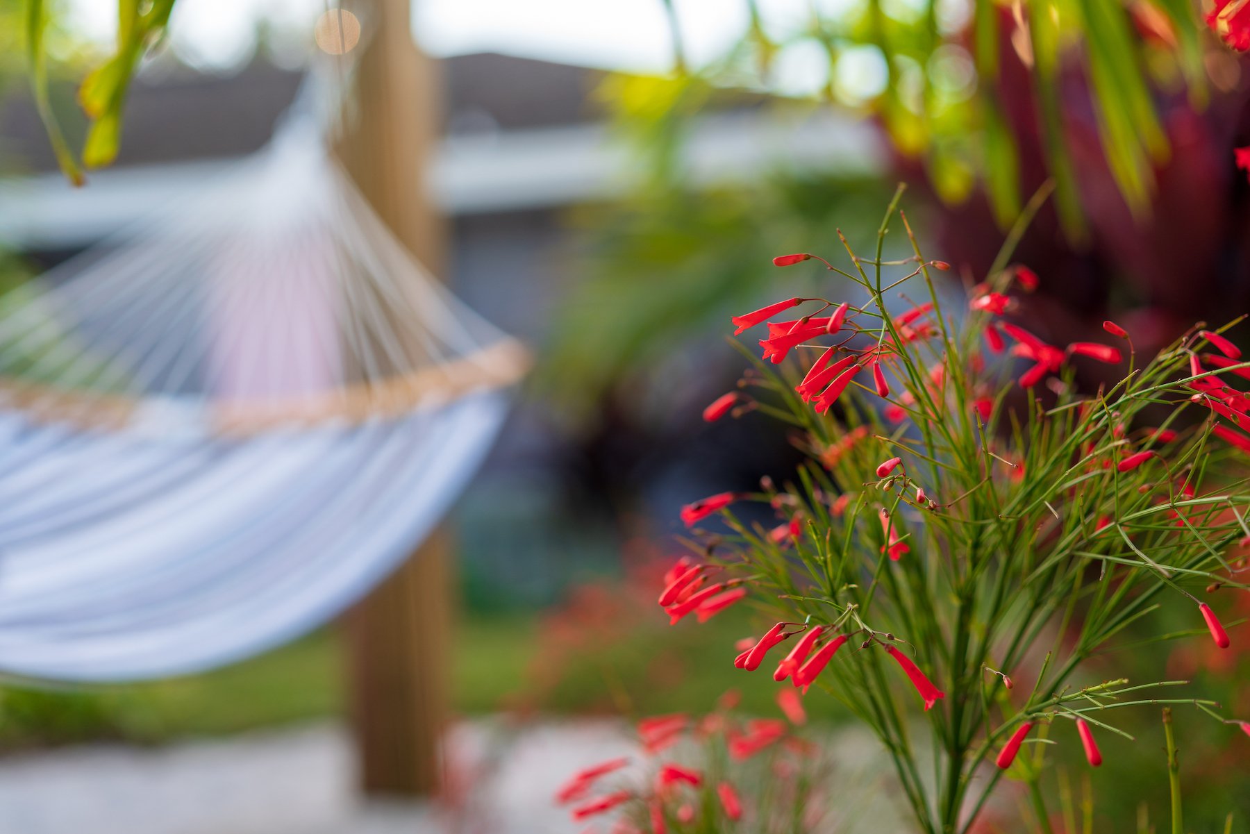 blooming flowers with hammock in background