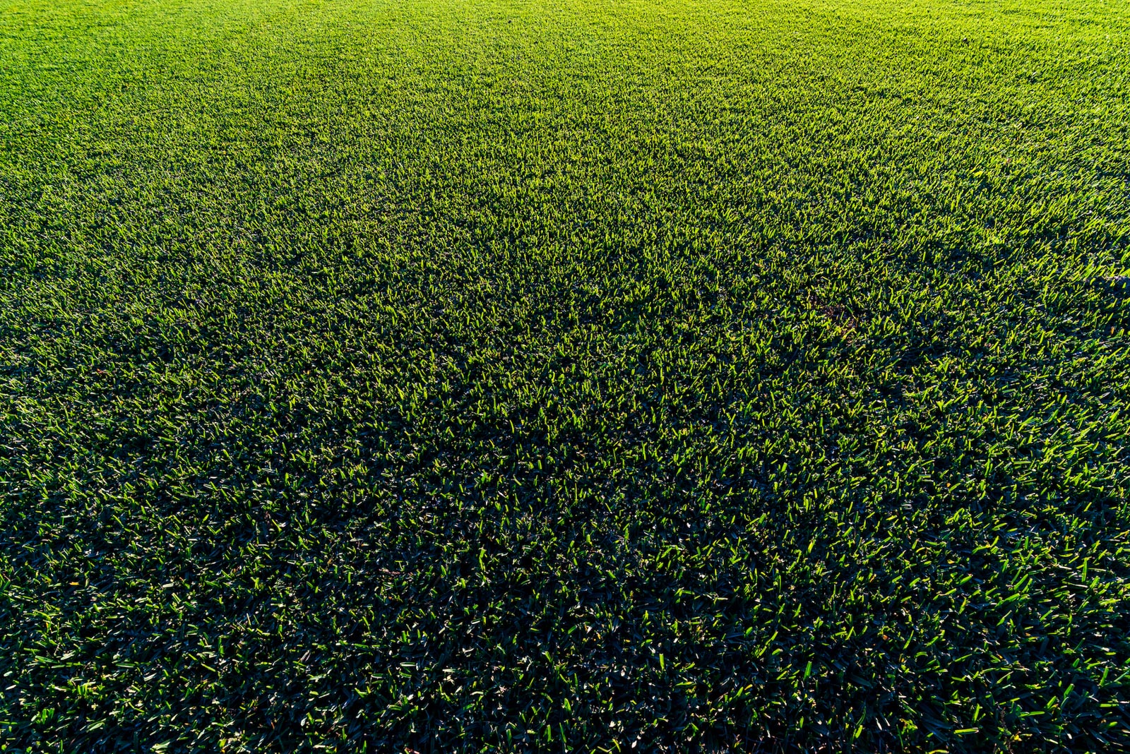 New St. Augustine sod in Florida